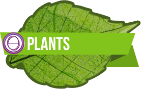 plant icon